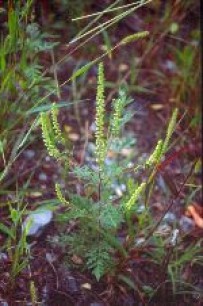 Allergie-Unkraut Ragweed - Informationen und Maßnahmen