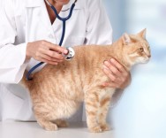 Tipps vom Tierarzt