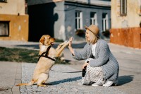 NÖ Hundehaltegesetz und NÖ Hundehalte-Sachkundeverordnung 2023
