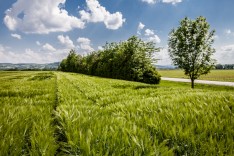 Klimagrün