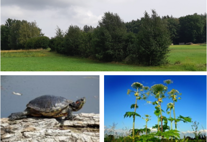 Gebietsfremde (invasive) Arten – Gebietseigene Gehölze