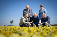 Vom Acker in die Apotheke: Waldland und Bionorica setzen auf Schlüsselblumen aus Niederösterreich