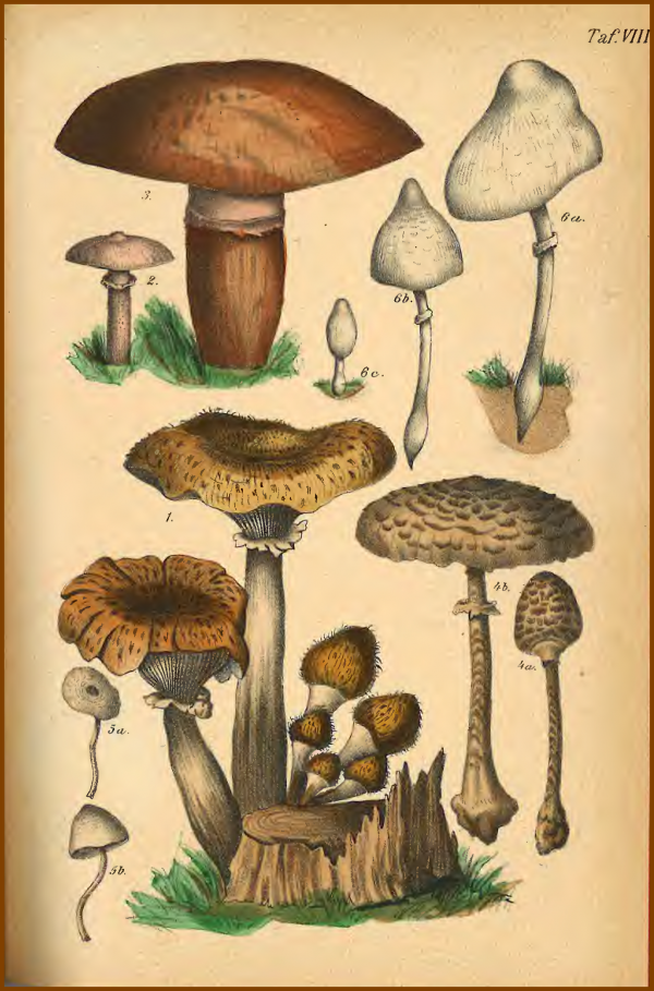 Übersichtstafel mit Pilzen