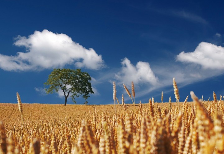 Klimawandelanpassung