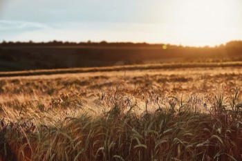 Klimaeffekte von Ernährung und Lebensmittelabfällen in NÖ