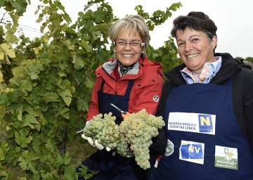 Weinlesen für den guten Zweck im Weinviertel: Tourismus-Landesrätin Dr. Petra Bohuslav und Renate Winter, Obfrau der Weinstraße Weinviertel. (v.l.n.r.)