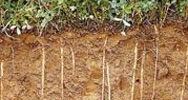 Bodenprofil gepflegter Boden