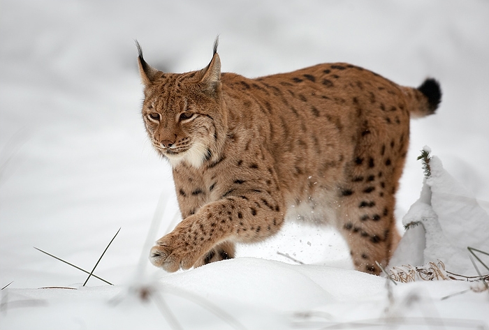 Luchs