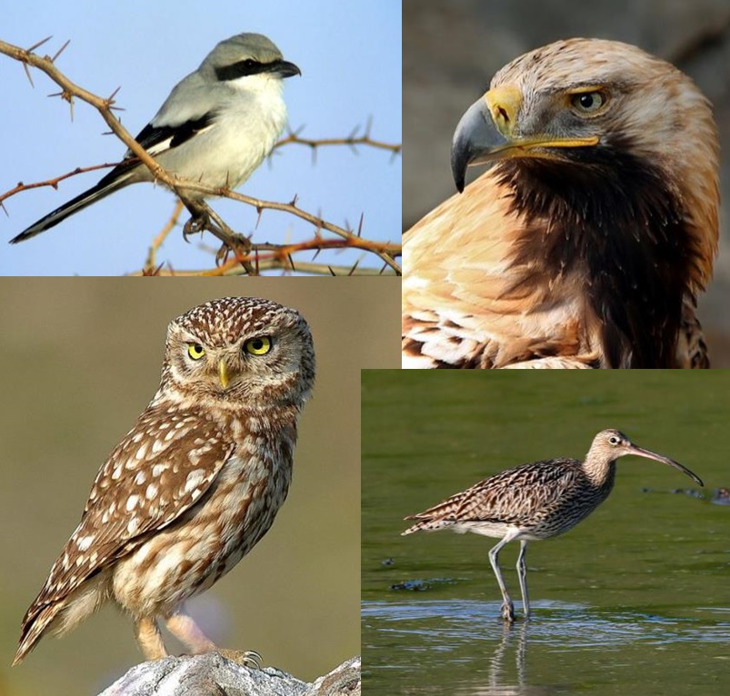 Diverse Vogelarten