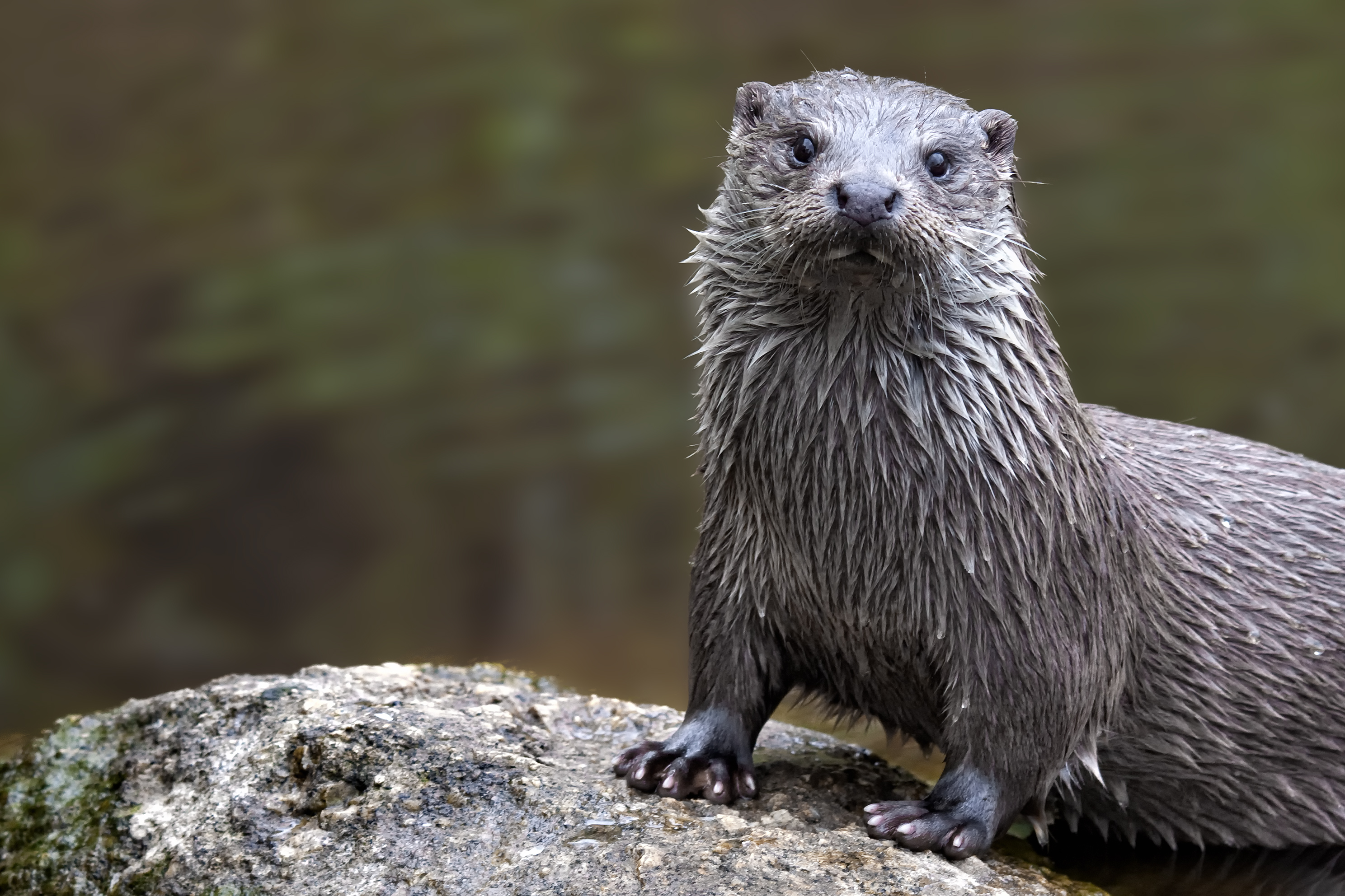 Eurasischer Otter